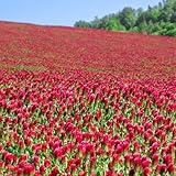 Crimson Clover – 5 lb Bulk (~232,000) for Cover Crops, Pasture, Hay, Wildlife Forage, Pollinator Attraction & Green Manure – Legume for Planting