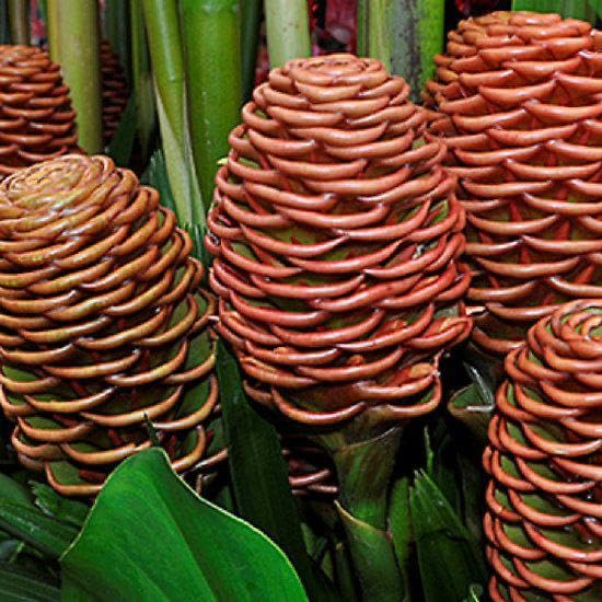 Ritz Farming® Shampoo ginger lily flower bulbs Shampoo ginger lily