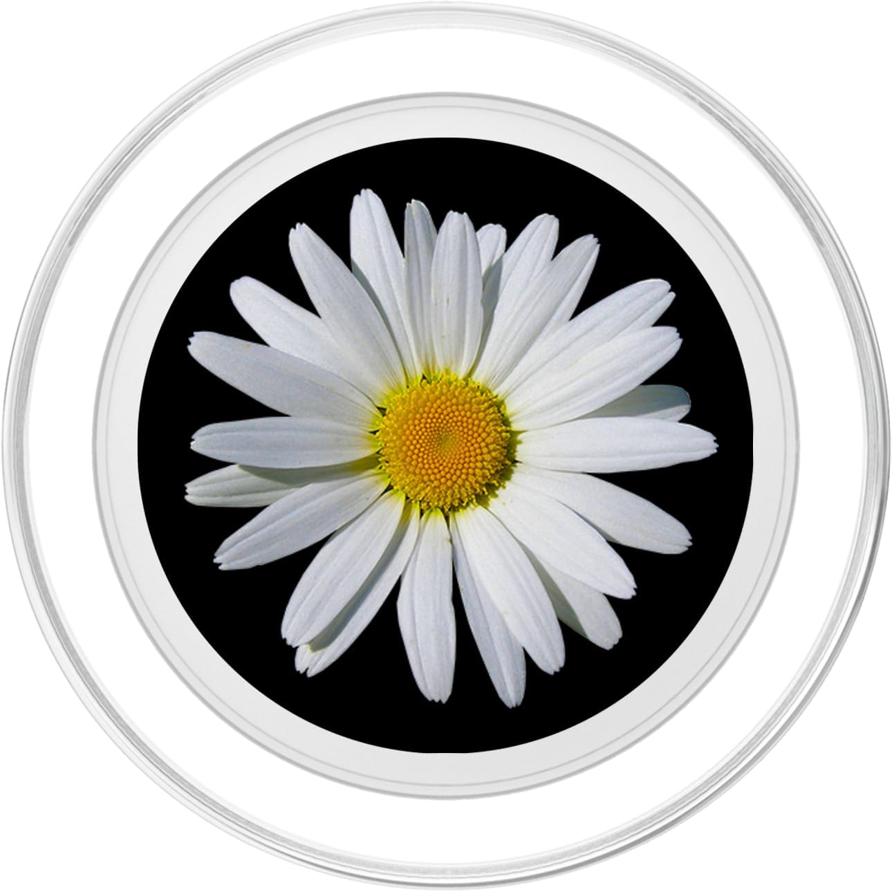Daisy Flowers Daisy Flower Garden Margarita PopSockets MagSafe PopGrip for iPhone