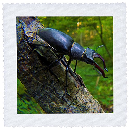 3dRose qs_139726_2 Stag Beetle Insect, Switzerland - Eu29 Amr0011 - Andres Morya Hinojosa - Quilt Square, 6 by 6"