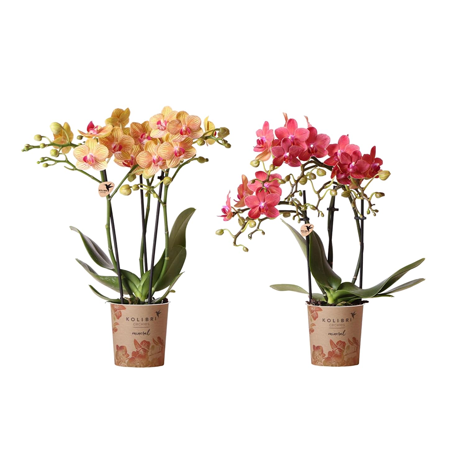 Duo de Orquídeas Alevilla Naturales: Plantas de Interior Características por sus Flores