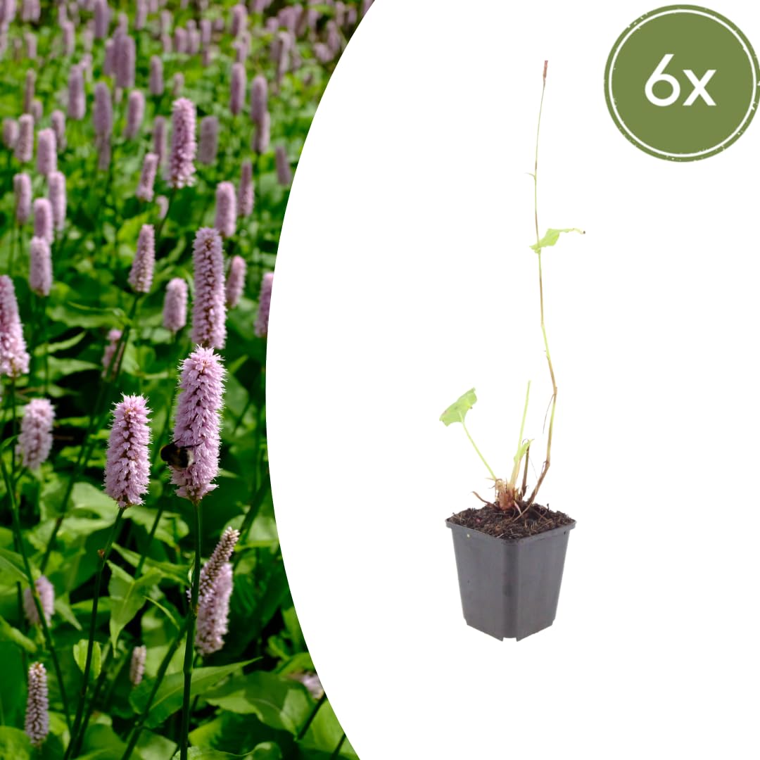 Piante Perenni Persicaria Affinis 'Superba' per Giardino, Rosso, Set da 6