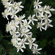 Bridal Bouquet Live Flower Plant | White Bridal Bouquet Plant | Ornamental Hybrid Live Plant for Home and Garden (Petraeovitex bambusetorum) |Bloom Yard