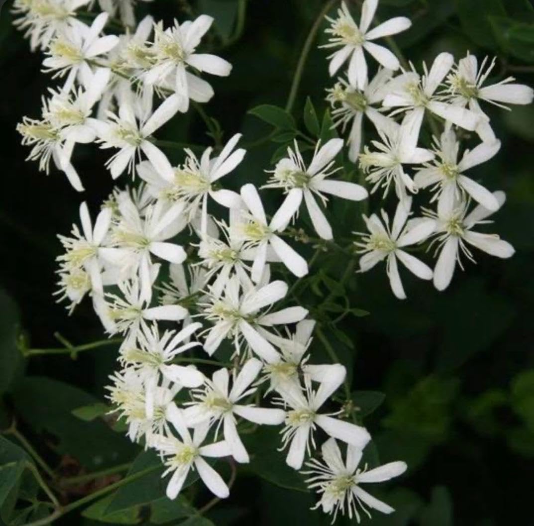 Bridal Bouquet Live Flower Plant | White Bridal Bouquet Plant | Ornamental Hybrid Live Plant for Home and Garden (Petraeovitex bambusetorum) |Bloom Yard-image-34