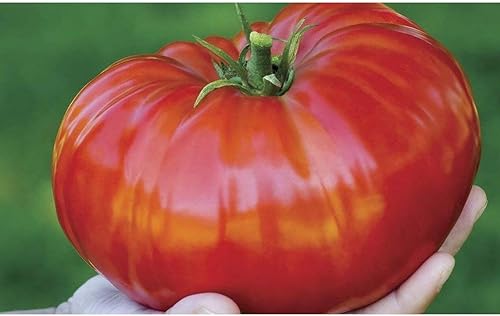 Madame Marmande F1 Semillas de tomate híbridas (60+ paquete de semillas)