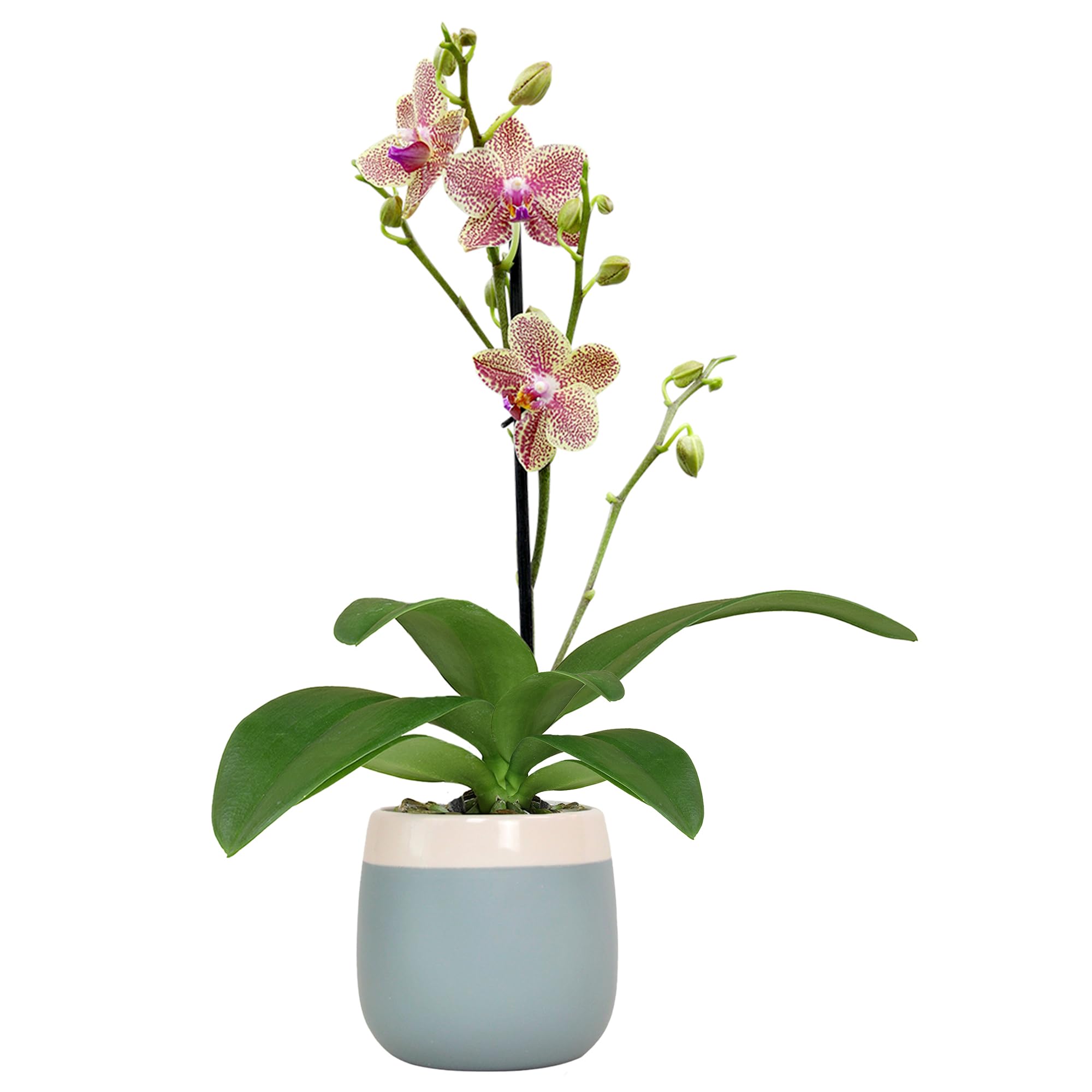 Premium Spotted Live Orchid Plant Plants for Pets