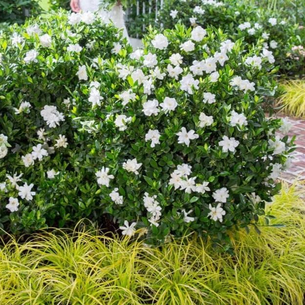 Miniatura 6 de Gardenia Veitchii - Siempre en Flor - Gardenia Jasminoides. Arbusto Perenne Fragante con Follaje Brillante y Flores Blancas Puras, Perfecto para