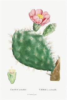 YangPJArt vintage oil painting Cactus Cochenillifer Image from Histoire des Plantes Grasses (1799) by Pierre-Joseph Redouté. art wall decor 30X40cm Unframed