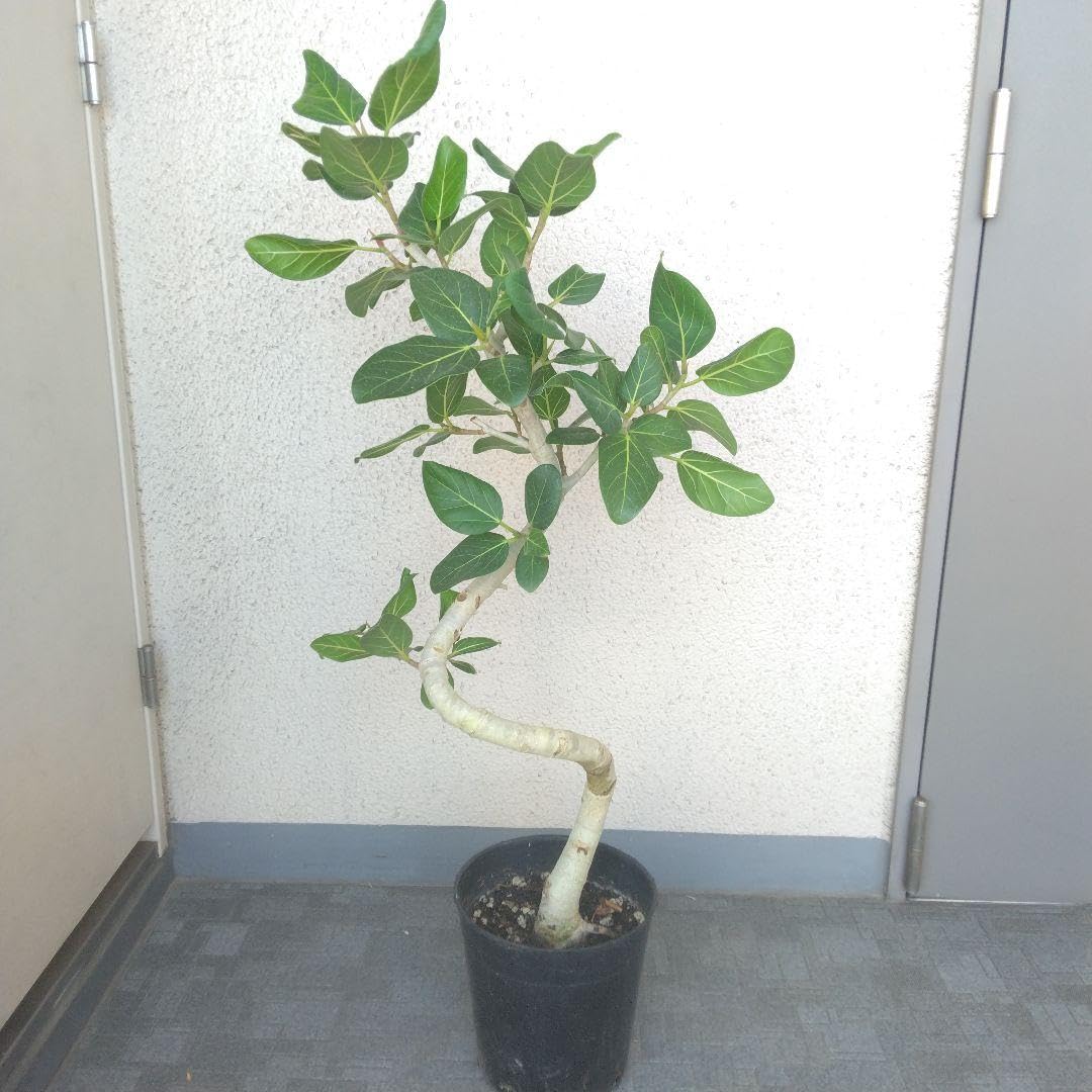 Amazon.co.jp: フィカス ベンガレンシス曲がり ゴムの木?観葉植物 幹太