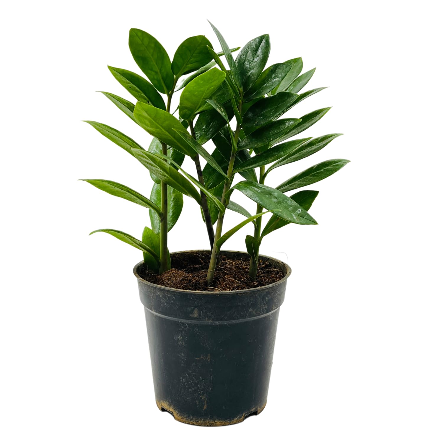 Hug A Plant | ZZ Plant Green (Zamioculcas zamiifolia) - Live Plant For Indoor (Home & Garden) (B0C8YJQXG4) Amazon Price History, Amazon Price Tracker