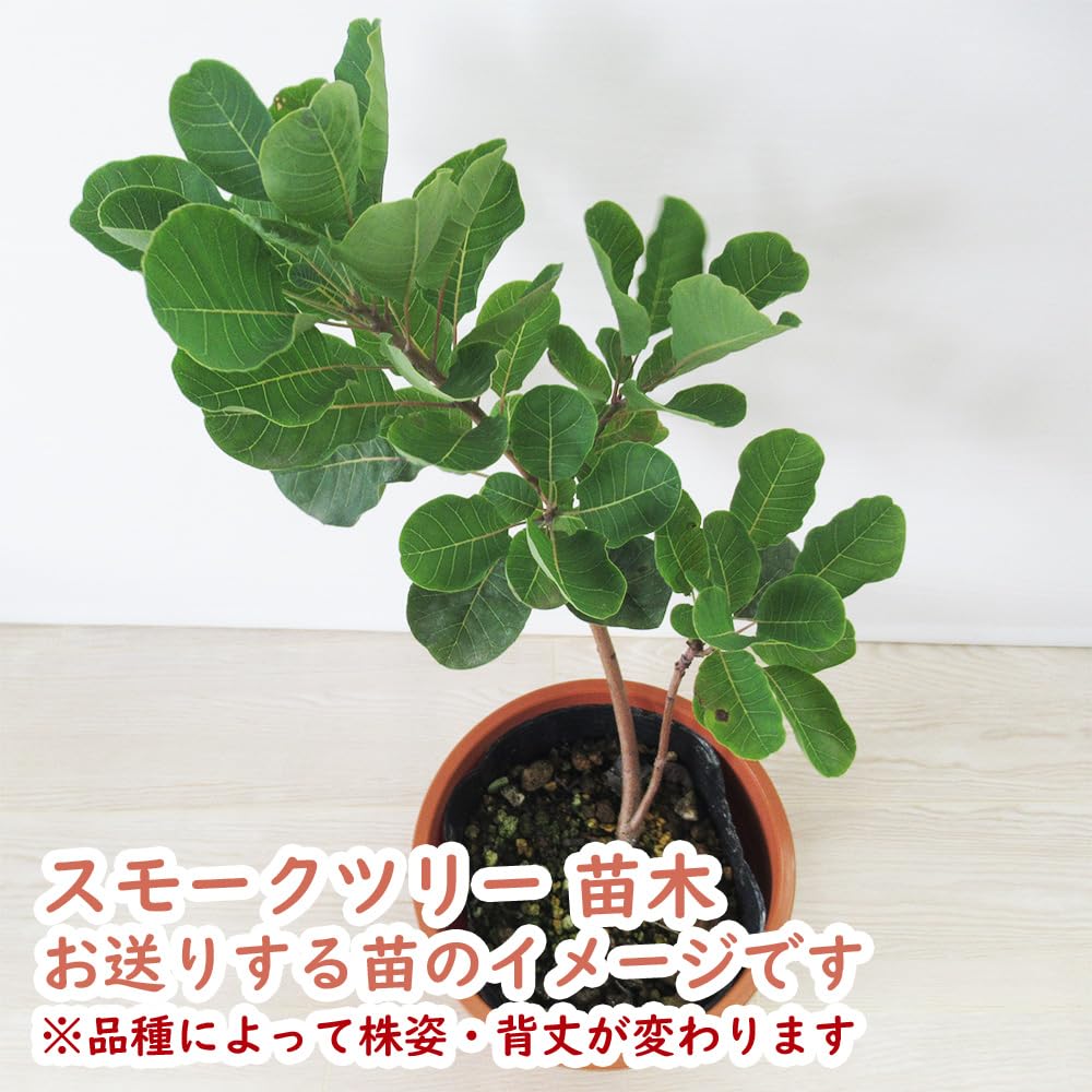 Amazon.co.jp: スモークツリー 苗 苗木 【 ルブリフォリウス 】 13.5cm