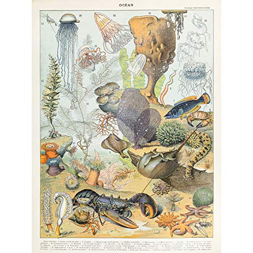 Artery8Millot Encyclopedia Page Ocean Animals Unframed Wall Art Print Poster Home Decor Premium
