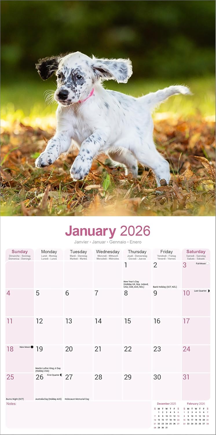 2026 English Setter Calendar - Dog Breed Wall Calendar