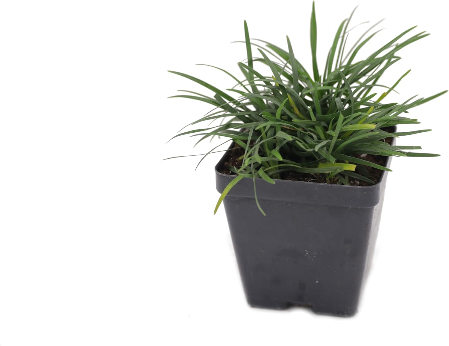 Greenwood Nursery: Live Ornamental Grasses - Dwarf Mondo Grass + Ophiopogon Japonicus 'Nana' - [Qty: 1x 2.5 Pot] - (Click for Other Available Plants/Quantities)