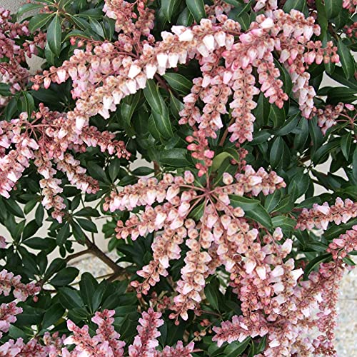 アセビ　紅花　９０センチ Amazon | SORA 紅花アセビ H700～900mm（鉢底より） | 植木