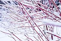 Vista 1 de 8 esquejes de cornejo rojo para plantar: sin raíces, fáciles de cultivar