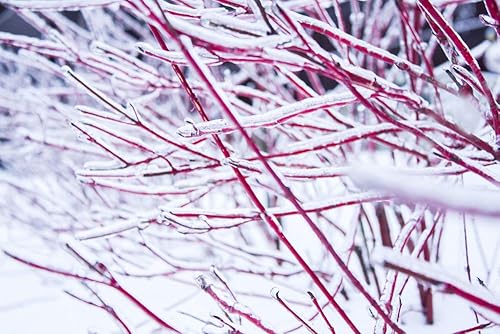 8 esquejes de cornejo rojo para plantar: sin raíces, fáciles de cultivar