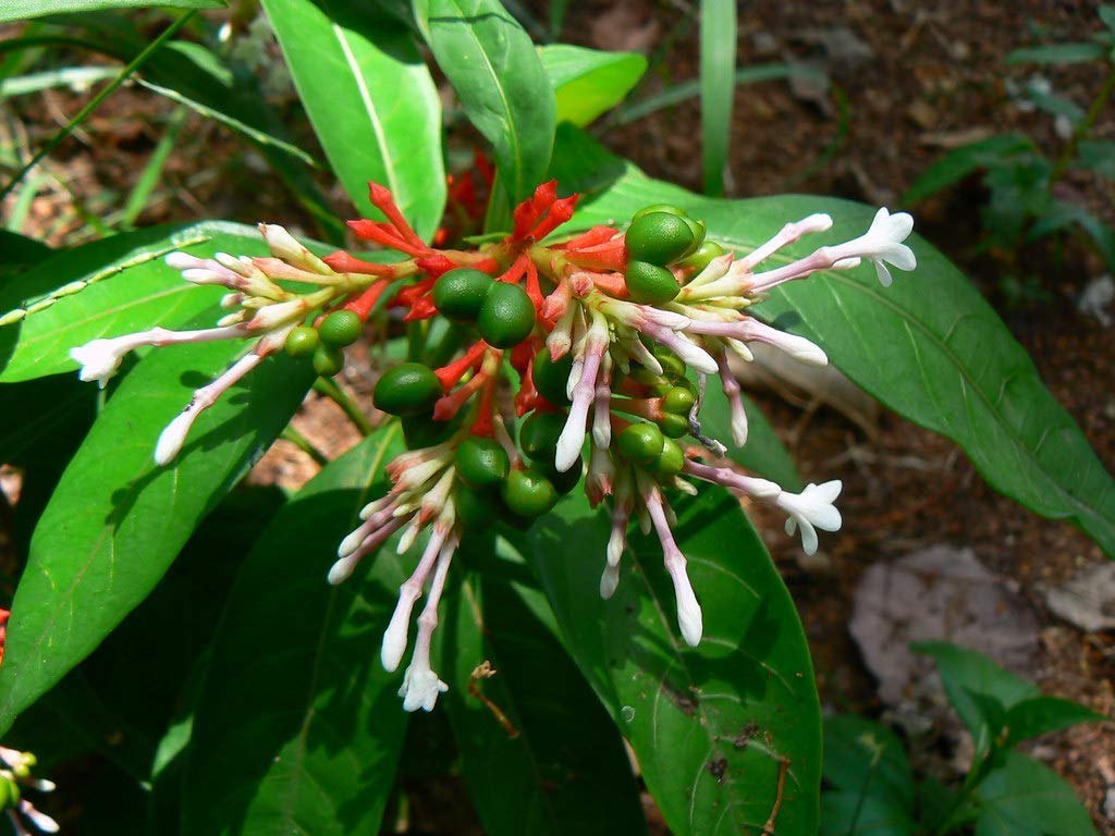 See full amazon price history chart for Creative Farmer Live Plant Exotic Rare Medicinal Sarpagandhi (Rauvolfia Serpentina) Herb (1 Healthy Live Herb/Medicinal/Ornamental Plant) Creative Farmer Live Plant Exotic Rare Medicinal Sarpagandhi (Rauvolfia Serpentina) Herb (1 Healthy Live Herb/Medicinal/Ornamental Plant) (B08P5V33NQ) Amazon Price History, Amazon Price Tracker