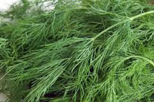 Semilla de eneldo ramo reliquia sin transgénicos más de 25 semillas hierbas frescas o secas