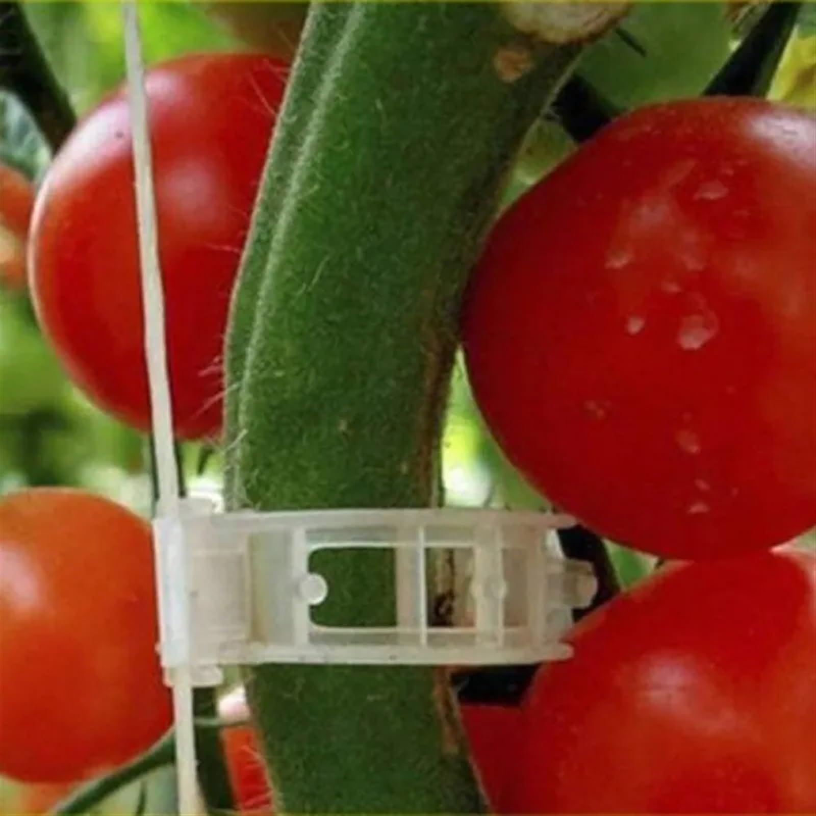 Mollette di sostegno per rampicanti da giardino, Clip di supporto for piante di vite in plastica riutilizzabili for orto 50/100/200 pezzi(100pcs)