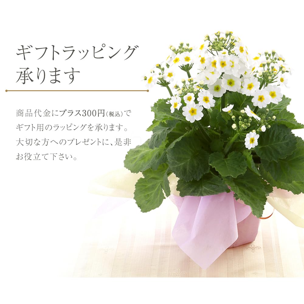 Amazon｜【きもの屋 さらさ】 4号鉢サイズ サクラソウ 桜草 鉢植え 全3