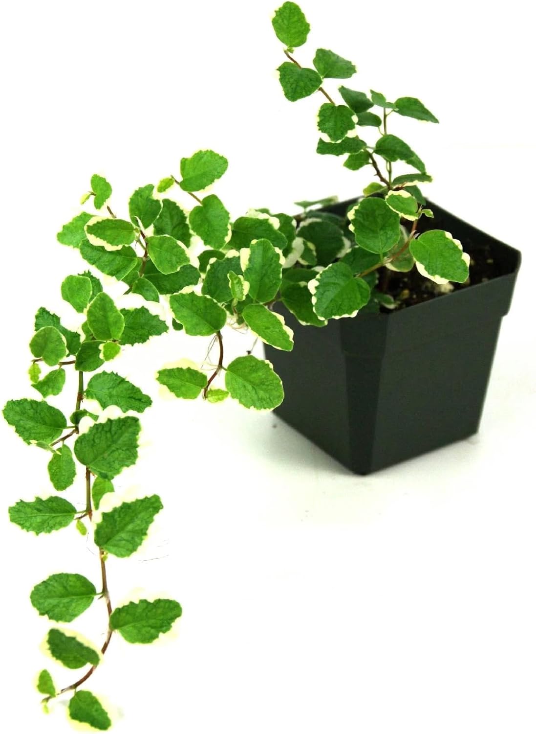 Josh's Frogs Ficus pumila Variegata 'Creeping Fig'