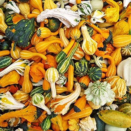 Zucchette ornamentali miscuglio zucche rugose