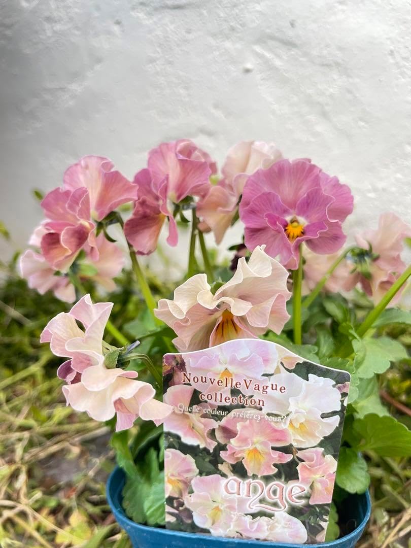 ビオラ アンジュ サトウ園芸 苗 画像で花色を選べる!! サトウ園芸さん