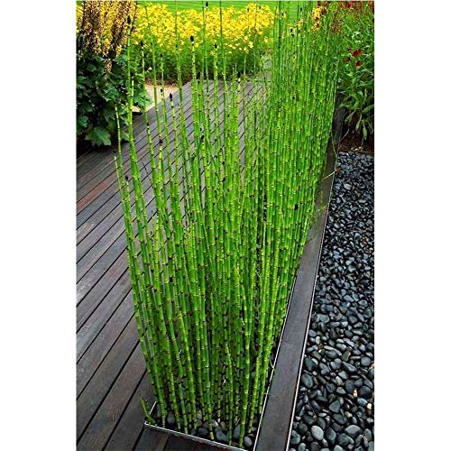 60pcs Chinese Bamboo Seeds Evergreen Patio Moso Bamboo for DIY Home Garden