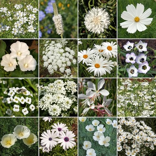 Image of Ferry-Morse White Bulk Wildflower Seeds, 290,000+, 1 lb