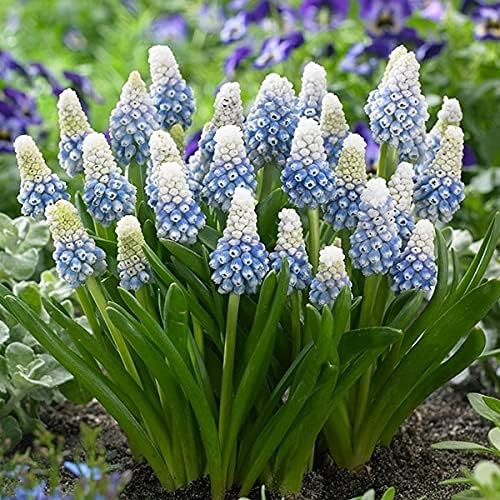 Amazon 国華園 秋植え球根 ムスカリ マウンテンレディ 10球 21年秋商品 球根