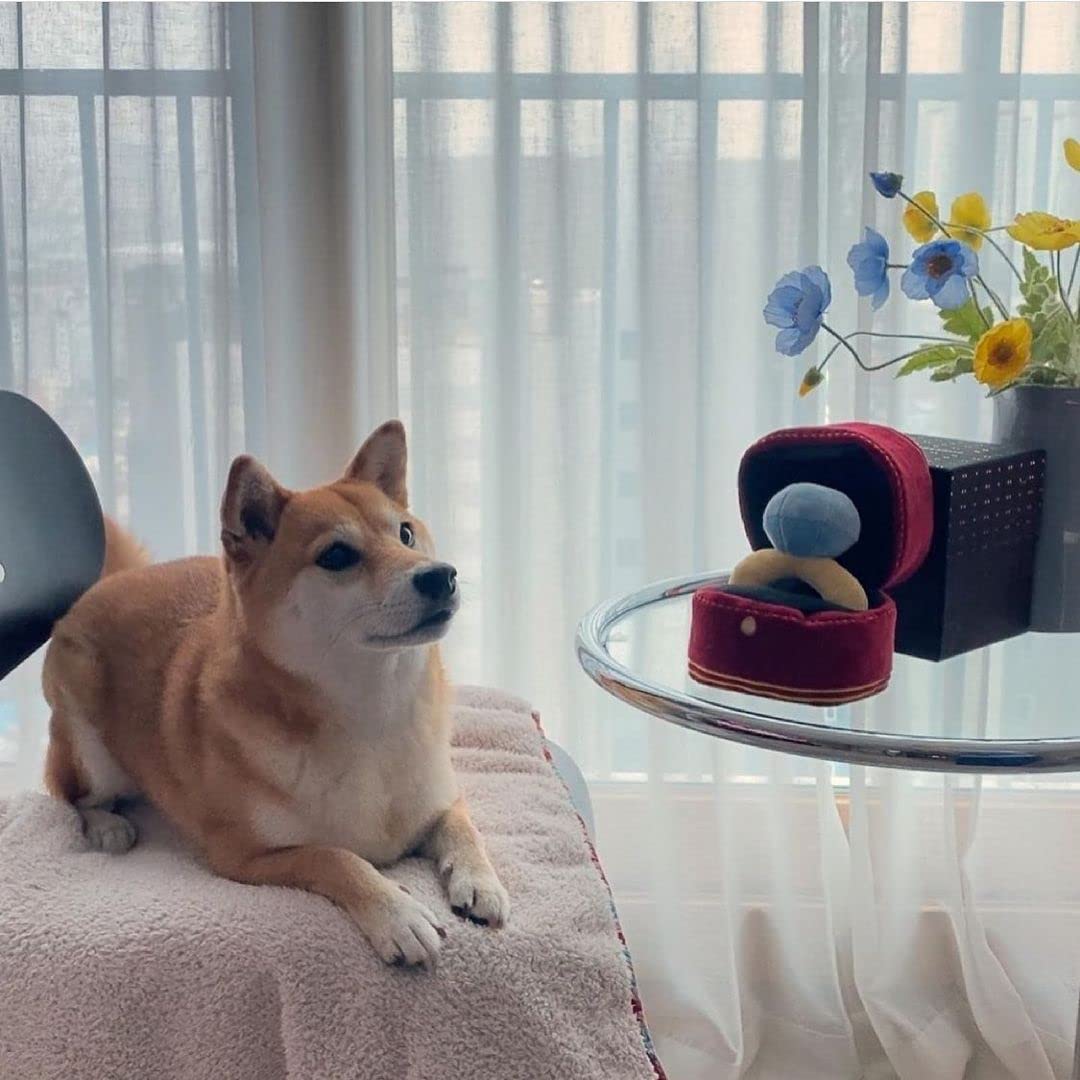 Diamond Ring Set Interactive Dog Toys Unique Hide And Seek