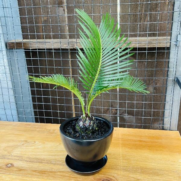 Amazon｜おしゃれ 観葉植物：メキシコ ソテツ鉢植え*受皿 富士砂