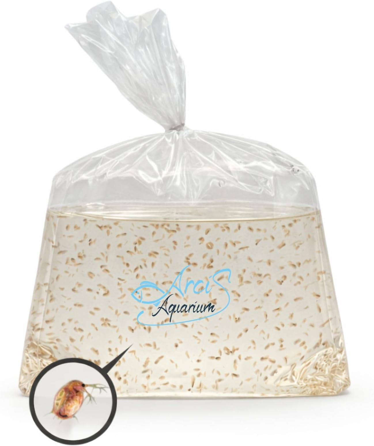 500+ Live Daphnia Magna | Premium Living Culture Feeder for Freshwater Fish, Fry, Shrimp, Axolotls & Aquatic Pets – Planktonic Crustacean, Water Fleas, Aquatic Live Food