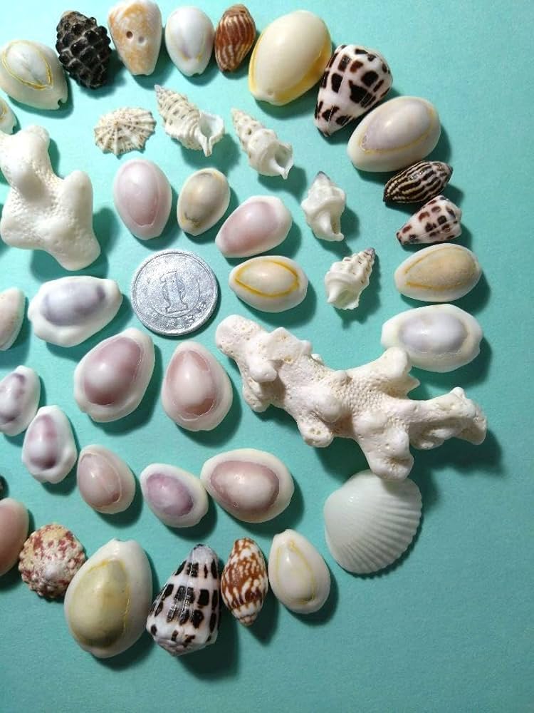 サンゴ シーグラス 貝殻セット 海 ハワイ好きに