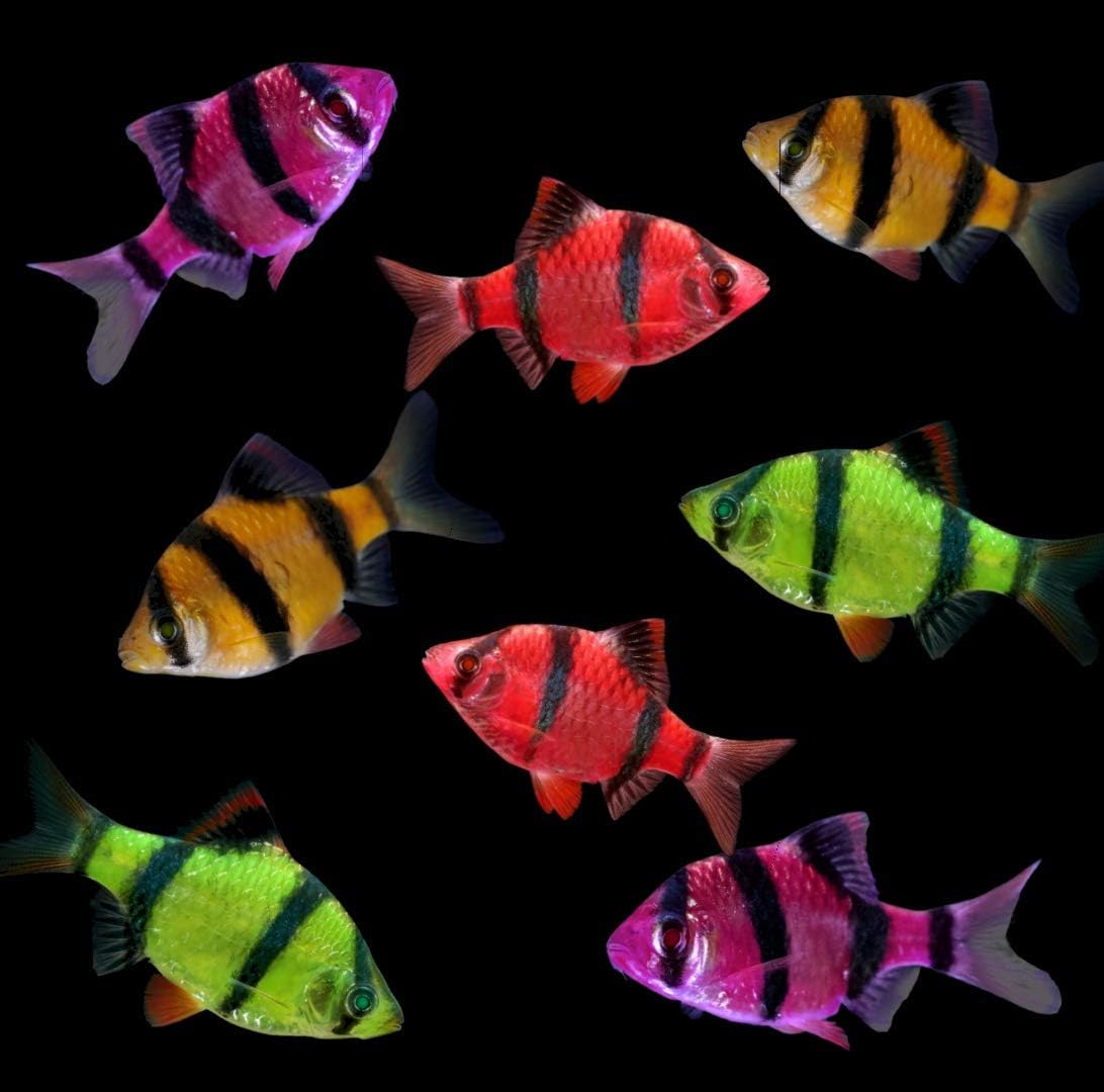 GloFish Live Fish Collections (Tiger Barb Premium)