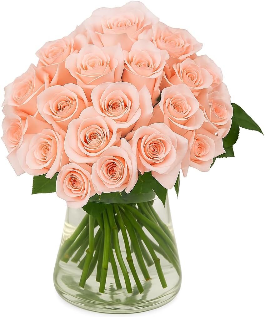 GlobalRose 150 Peach Roses Bouquet - Responsibly Sourced Roses Fresh Flowers - Hand-Picked Flowers Fresh Bouquet for Graduation, Anniversary, Birthday & Special Occasions (6 Bunches of 25 Stems)