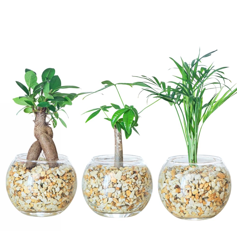 Amazon｜東京寿園 観葉植物 3点セット ハイドロカルチャー 本物 ミニ