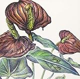 �g����E�ƕa�ւ̌����ƁA����ɔ����s�𗝂Ȏ��ۂƂ��h(�z�Ŕ�)