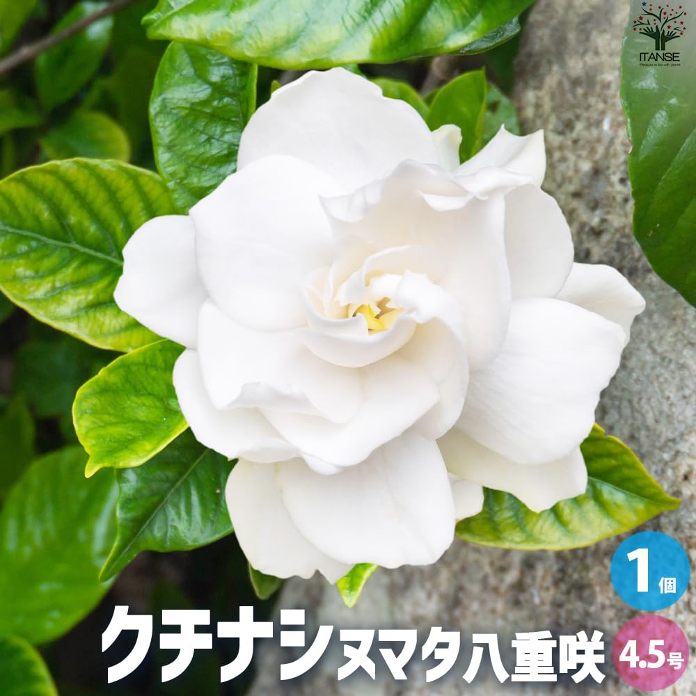 Amazon.co.jp: ITANSE クチナシ ヌマタ 4.5号 1個売り【品種で
