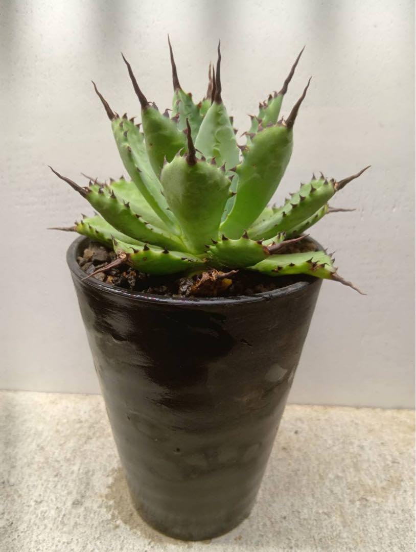 植物名　アガベ　八荒雷神　観葉植物 植物名 アガベ 八荒雷神 観葉植物 アガベ』【八荒雷神