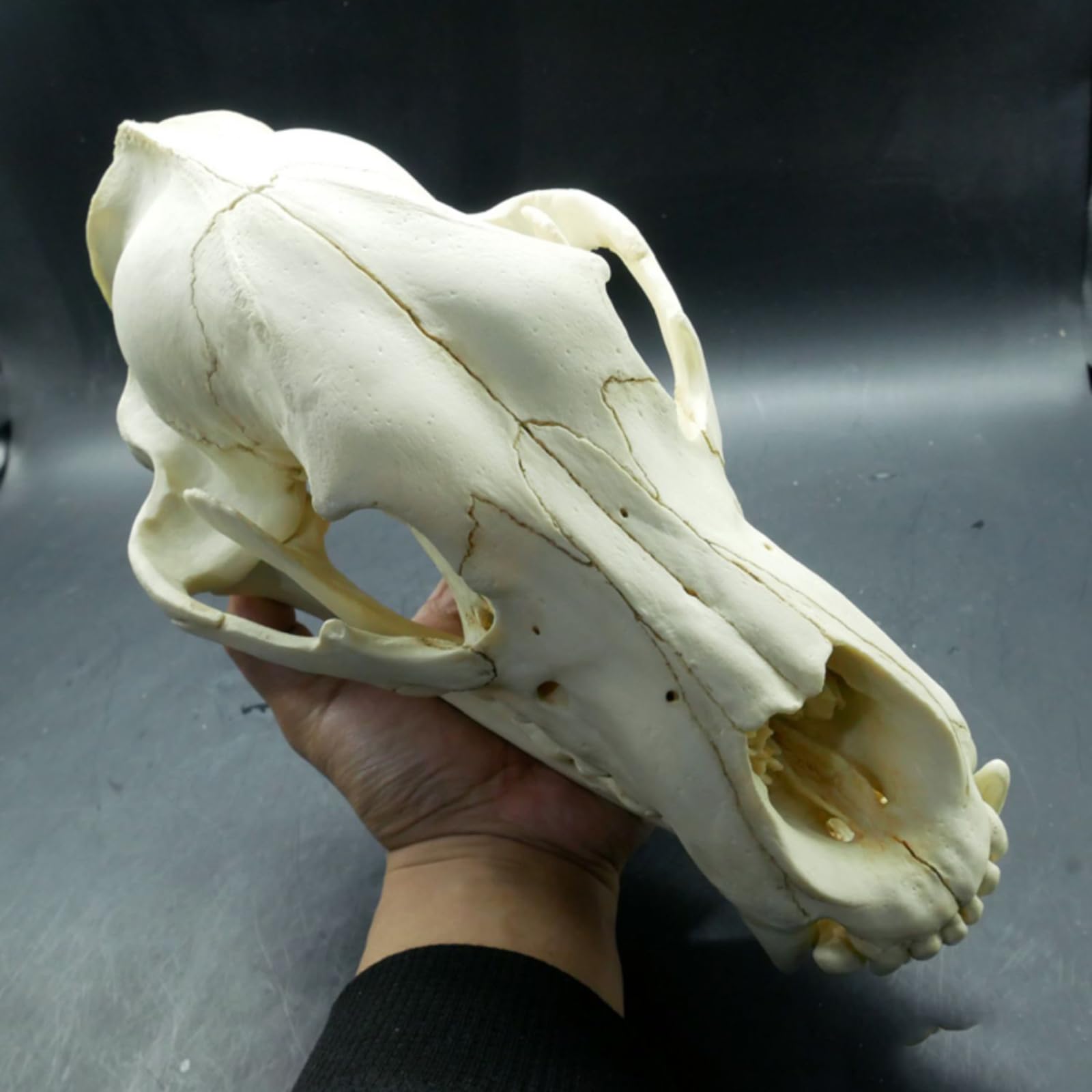 Amazon.co.jp: 肉、31cm、ヒグマの頭蓋骨モデル - クマの解剖学の