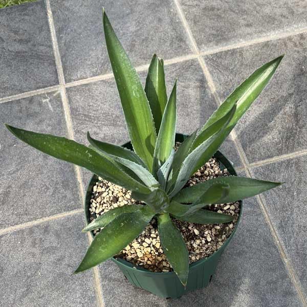 Amazon｜アガベ ベネズエラ 新築祝い ドライガーデン｜観葉植物