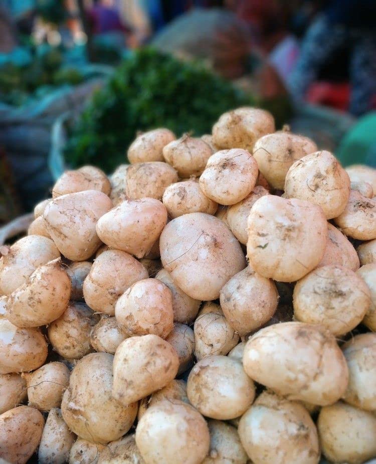 Gachwala Shankh Aloo/Yam bean Seed - Pack of 100+ (Pachyrhizus spp), Healthy Seeds, Mishrikand, Potato Bean, Seeds for Gardening Vegetables