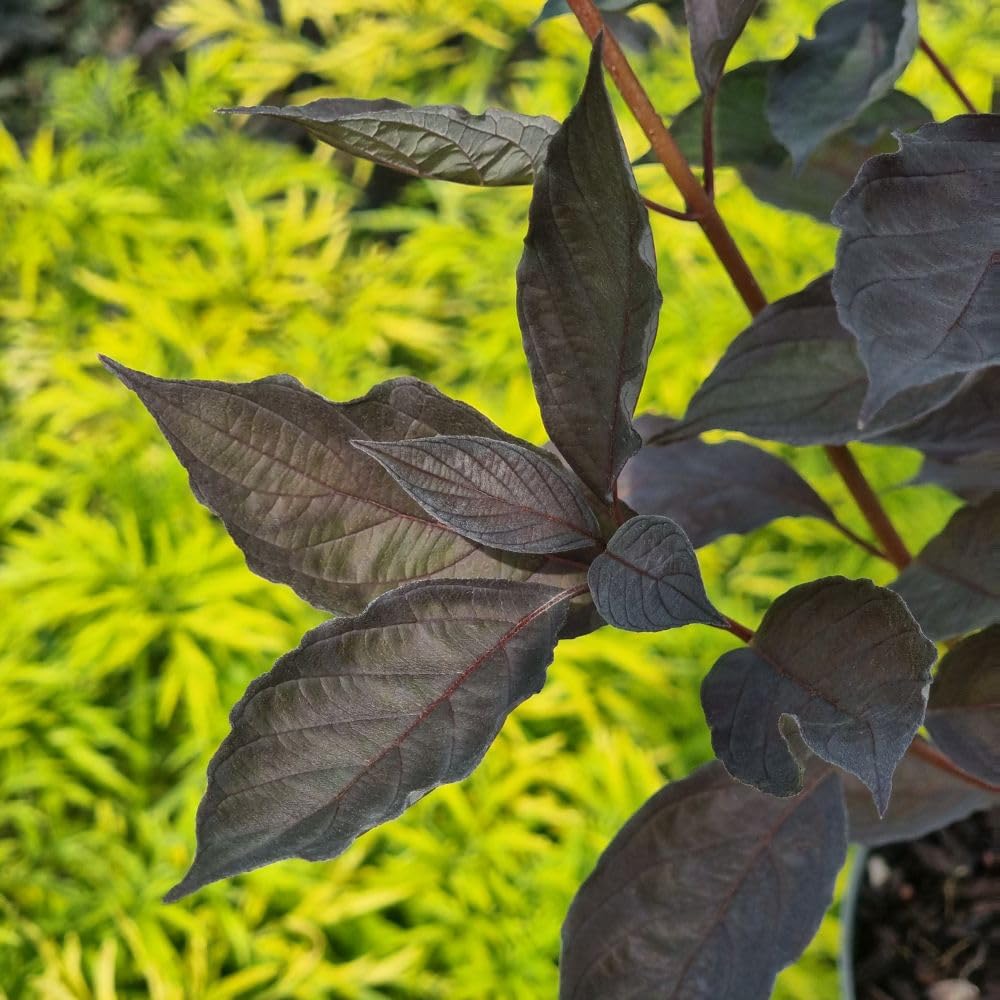 Cornus Alba Nightfall, Dark Purple Foliage, Striking Red Winter Stems, Easy to Grow Shrub, 1X or 3X 9cm Pots by Thompson and Morgan
