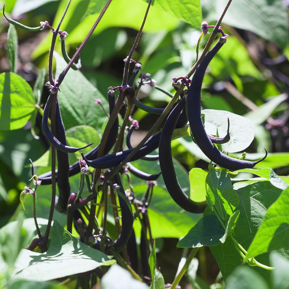Dwarf French Bean Purple Teepee Seeds – Tasty, Abundant, Stringless Pods, Held High for Easy Picking – for Your Beautiful Kitchen Garden