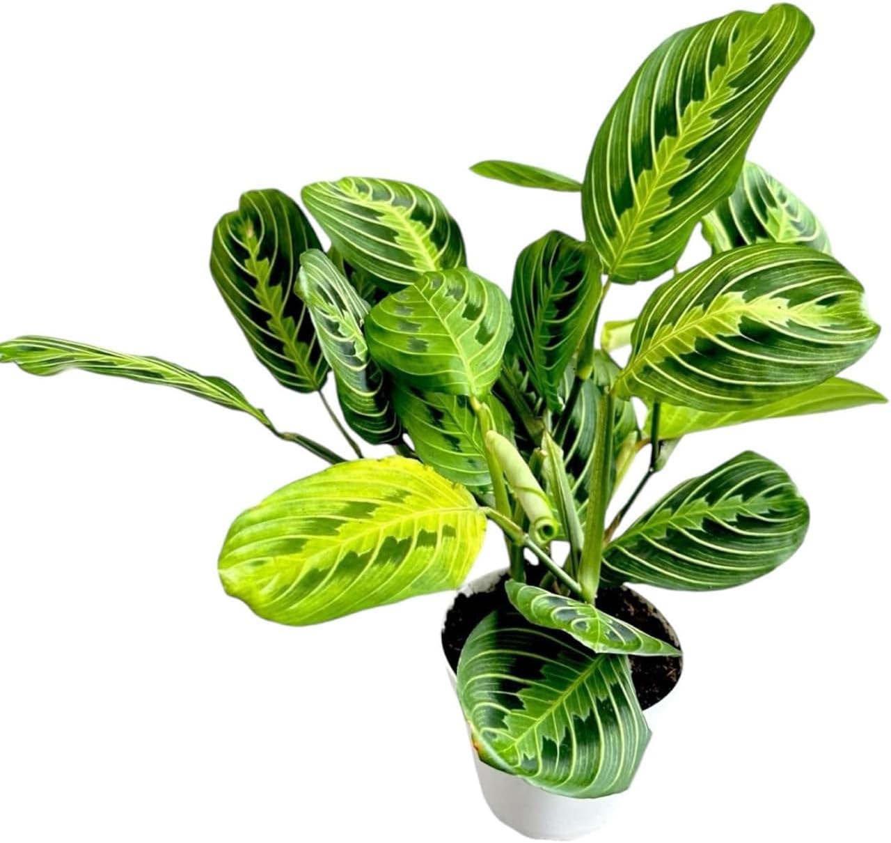 Live Plant, Lemon Lime Maranta Prayer Plant, Pet Friendly, Air Purifying, Easy Care, 12-16 inch Tall, Easy to Grow Rare Indoor Plant, Houseplant, 4 inch Pot by Hopewind Plants Shop