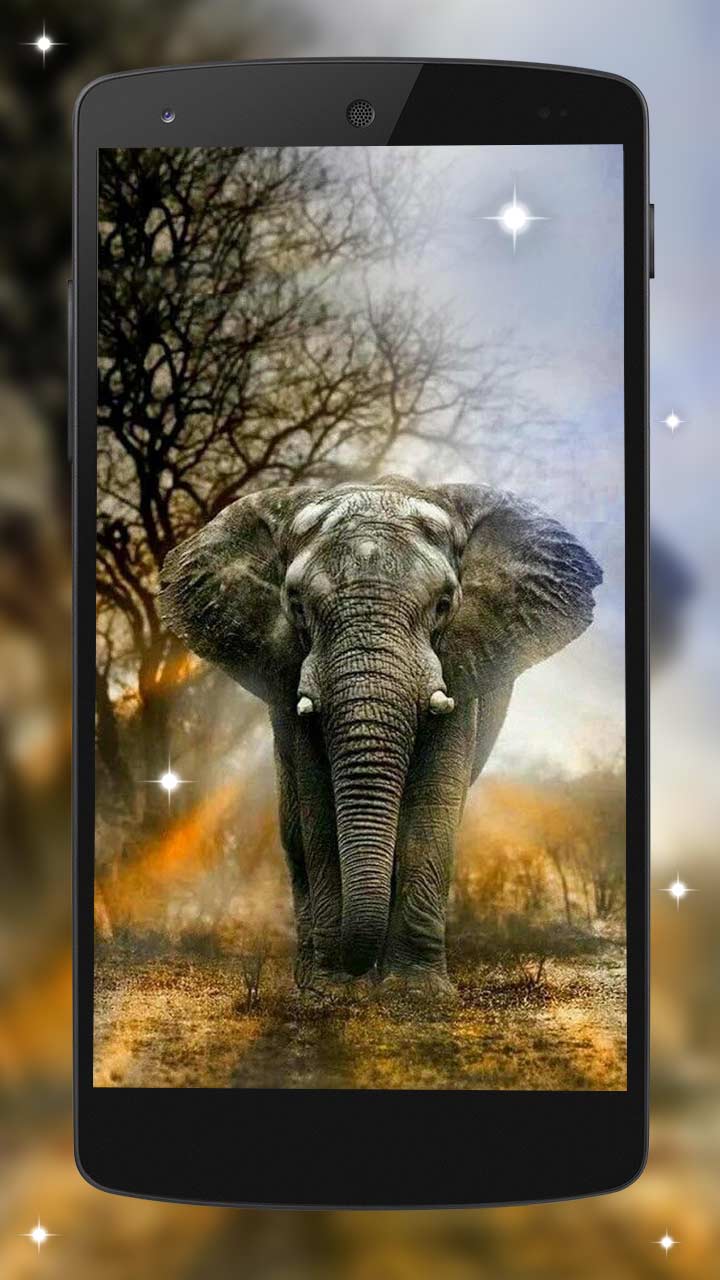Wild Life wild animals Live wallpaper App on Amazon Appstore