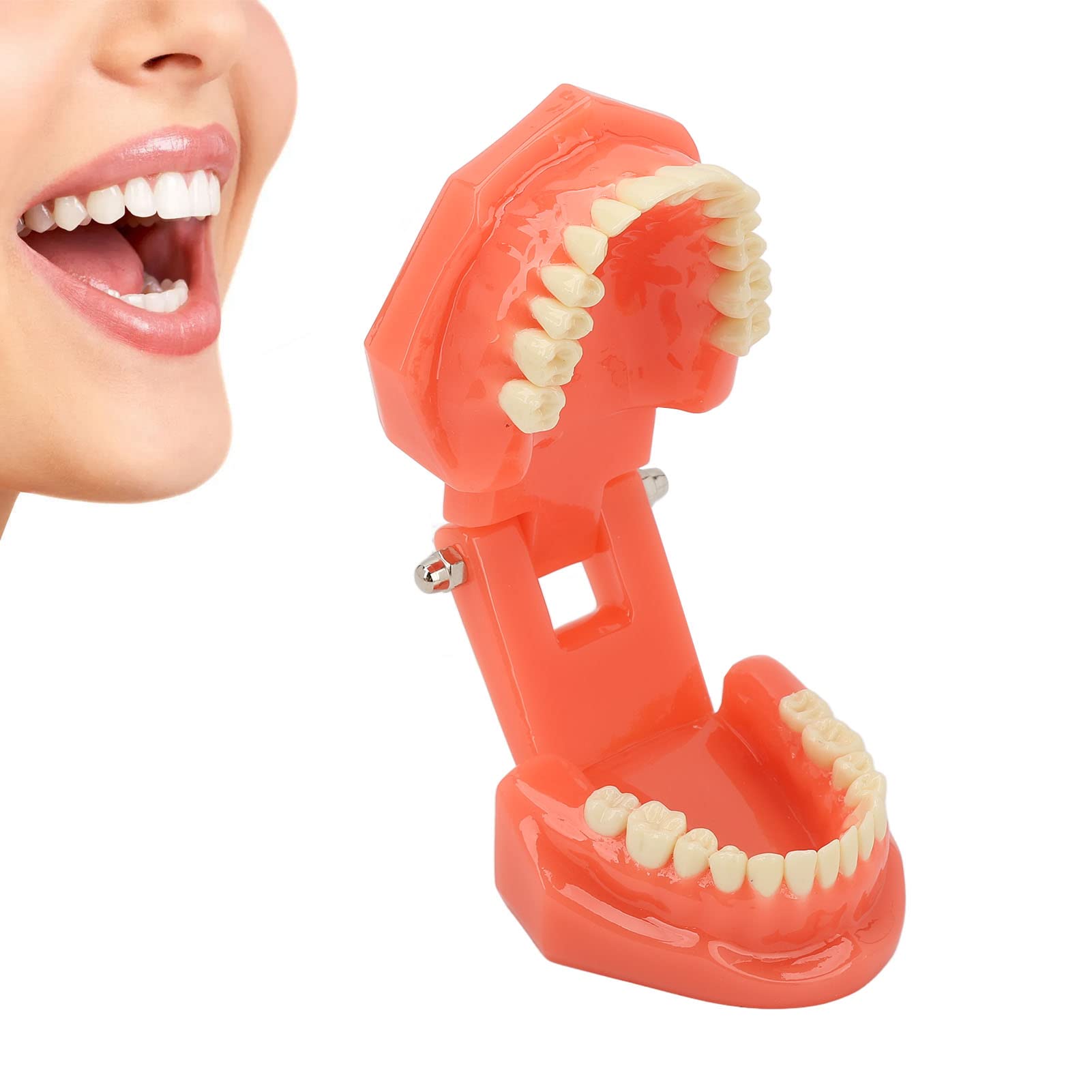 Zahnmodell Zahnarzt Acryl Zähne Dental Demonstrationsmodell 180° Anatomisches Zahnmodell Gebiss