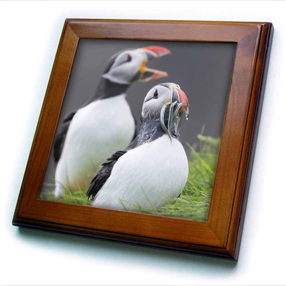 3dRose Danita Delimont Atlantic Puffins On Mykines, Faroe Islands, Denmark. Fish in Beak (ft-313098-1) Framed Tile, Multicolor